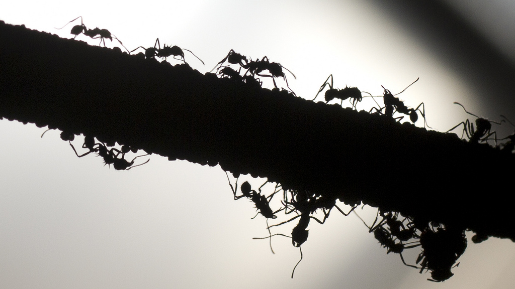 Désinsectisation de fourmis